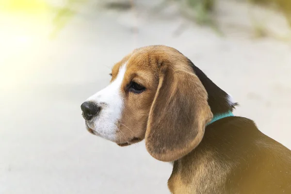 Petit chiot beagle tricolore mignon, regard triste . — Photo