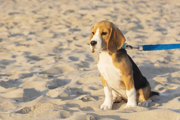 Petit chiot beagle tricolore mignon, regard triste . — Photo