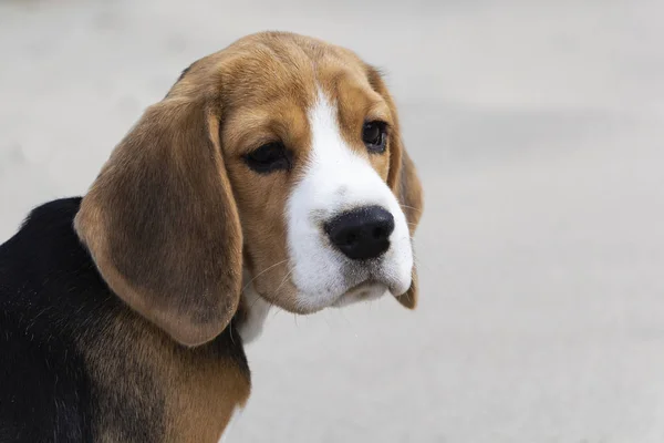 Petit chiot beagle tricolore mignon, regard triste . — Photo