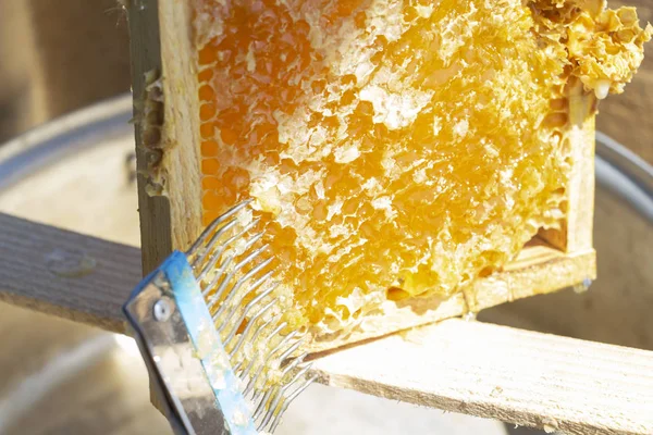 Colheita de mel - coletando mel de favos de mel. mel natural pingando . — Fotografia de Stock