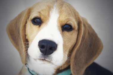 küçük sevimli Tricolor Beagle köpek yavrusu, üzücü bir görünüm.