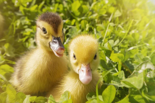 La cabeza de un lindo recién nacido Yellowhead en hierba verde. Dos patos acaban de nacer. . — Foto de Stock