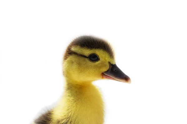 一只新孵化的鸭子。在浅色背景上. — 图库照片