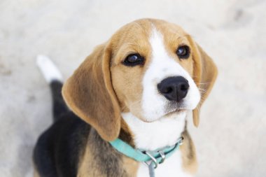 küçük sevimli Tricolor Beagle köpek yavrusu, üzücü bir görünüm.