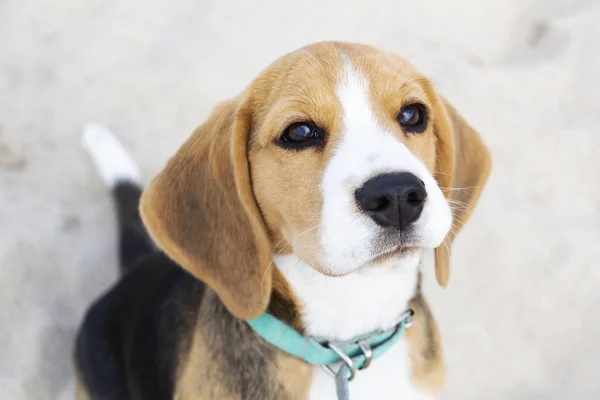 Petit chiot beagle tricolore mignon, regard triste . — Photo