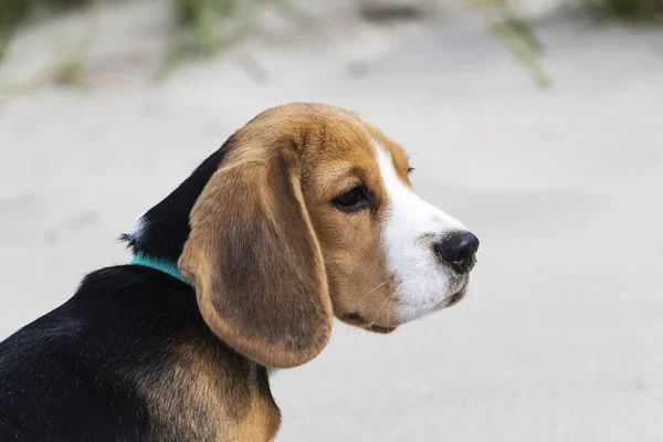 Petit chiot beagle tricolore mignon, regard triste . — Photo