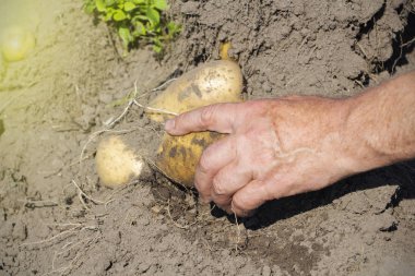 Topraktan taze organik patates, hasat, manuel hasat.