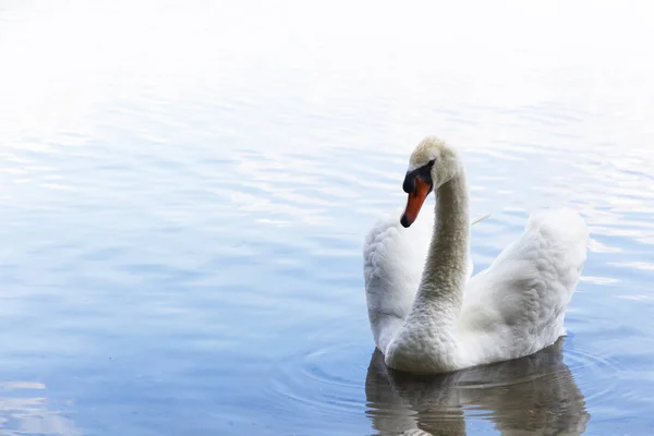 Vit svan. Romantisk bakgrund. Romantisk vit svan med tydlig vacker natur. — Stockfoto