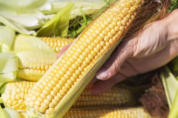 Een oor van maïs in de hand van een vrouw. Oogst. natuurlijke product. — Stockfoto