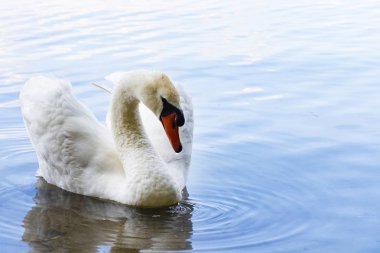 Beyaz kuğu. Romantik bir arka plan. Açık güzel sahne ile Romantik Beyaz Kuğu.