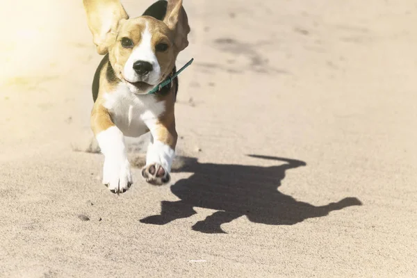 Beagle puppy running on the sea beach. — Stock Photo, Image