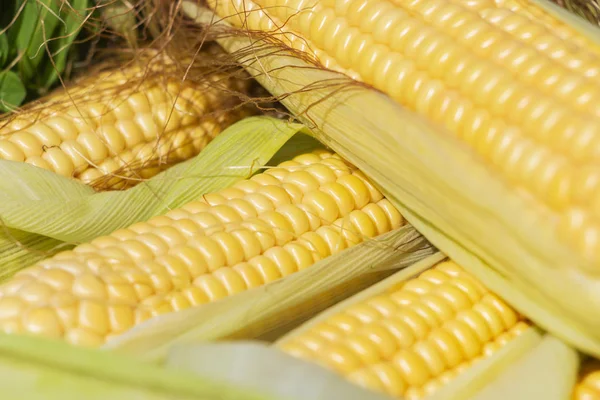 an ear of corn. harvest. natural product.