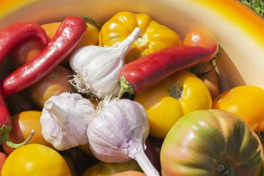 bahçeden taze sebze - domates, sarımsak ve biber.