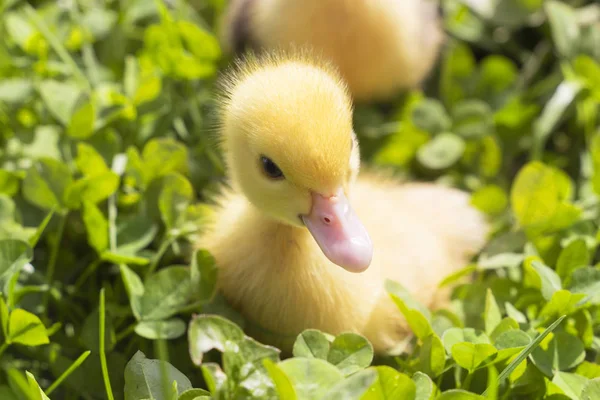 Head of a cute little newborn yellow duckling in green grass. A newly hatched duckling. — Stock Photo, Image