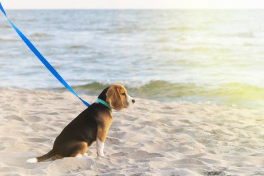 küçük sevimli Tricolor Beagle köpek yavrusu, üzücü bir görünüm.