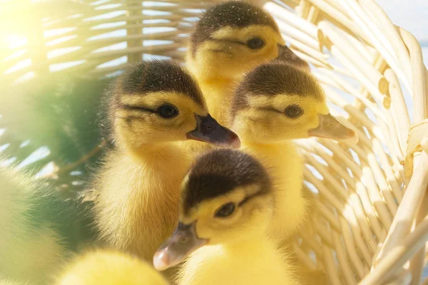 Lindo patitos en una canasta de mimbre en un día soleado . — Foto de Stock