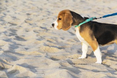 küçük sevimli Tricolor Beagle köpek yavrusu, üzücü bir görünüm.