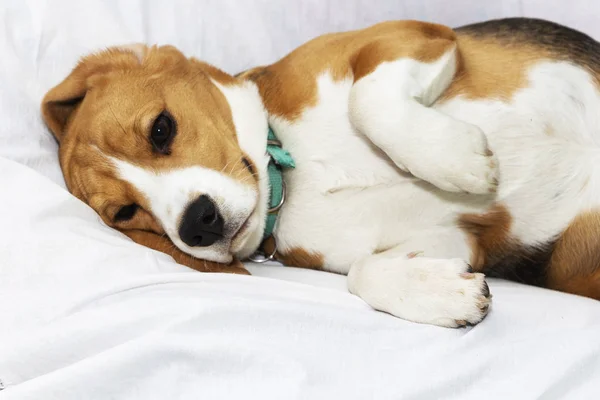 Líný Beagle leží v posteli svého pána. Pet — Stock fotografie