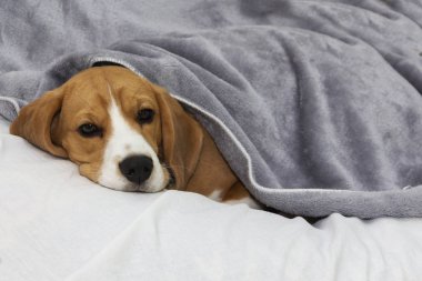 Beagle köpek bir battaniye ile kaplı yatıyor ve uykuya dalıyor. Yatakta battaniye altında yorgun veya hasta köpek.