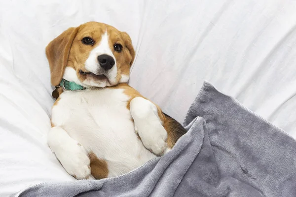 Un perezoso Beagle yace en la cama de su amo. Mascotas —  Fotos de Stock