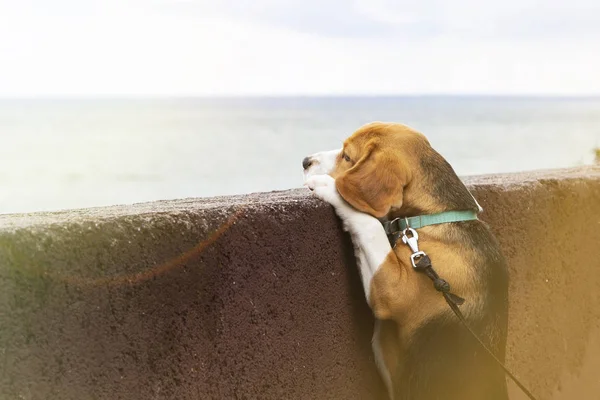 Pequeño lindo tricolor Beagle cachorro, mirada triste en el mar o el océano . —  Fotos de Stock