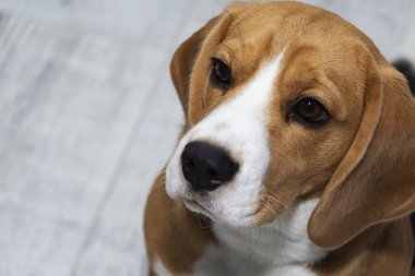 Beagle köpeği suçlu görünüyor. Köpek üzgün bir şekilde yukarı bakar..