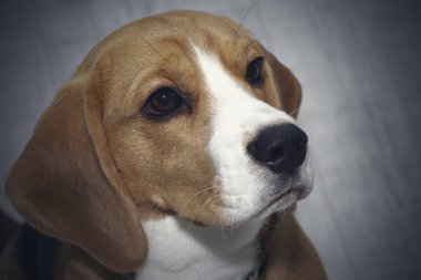 Beagle köpeği suçlu görünüyor. Köpek üzgün bir şekilde yukarı bakar..