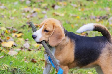 Köpek cins Beagle ormanda dişinde bir sopayla oynuyor..