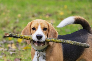 Köpek cins Beagle ormanda dişinde bir sopayla oynuyor..