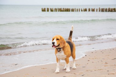 Sevimli üç renkli Beagle köpeği, üzgün görünüm. Sahibini bekliyor..