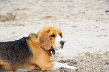 Sevimli üç renkli Beagle köpeği, üzgün görünüm. Sahibini bekliyor..
