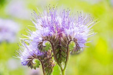Phacelia Borage Ailesi arıları arıyor