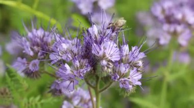 Phacelia Borage Ailesi arıları arıyor