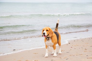 Sevimli üç renkli Beagle köpeği, üzgün görünüm. Sahibini bekliyor.