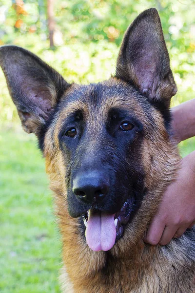 Alman çoban köpeği portresi. Bir Alman çoban köpeği. Evcil hayvanlar — Stok fotoğraf