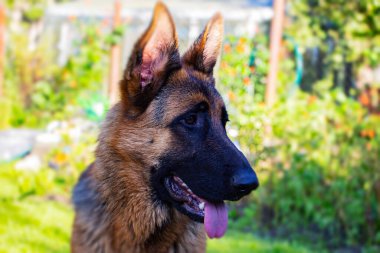 Alman çoban köpeği portresi. Bir Alman çoban köpeği. Evcil hayvanlar