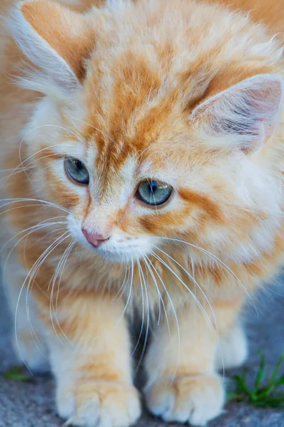 Крупним планом виразний червоний кіт з великими блакитними очима . — стокове фото