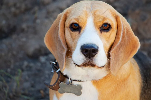 Lindo tricolor Beagle cachorro, mirada triste. Esperando al propietario. —  Fotos de Stock