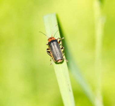 Çimlerin üzerinde böcek