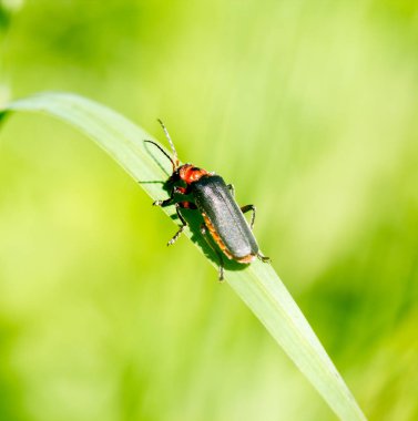 Çimlerin üzerinde böcek