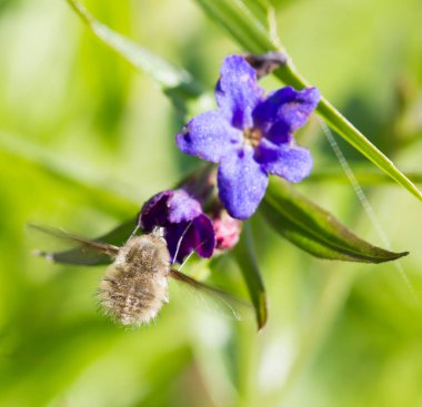 Çim ve çiçek arka plan