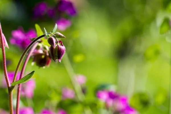 Erba e sfondo fiore — Foto Stock