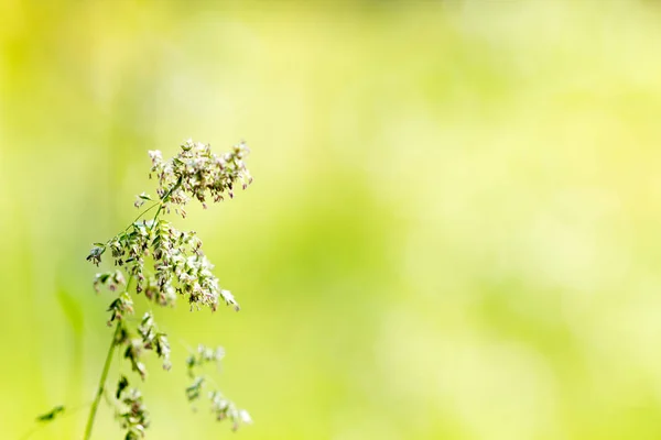 Erba e sfondo fiore — Foto Stock