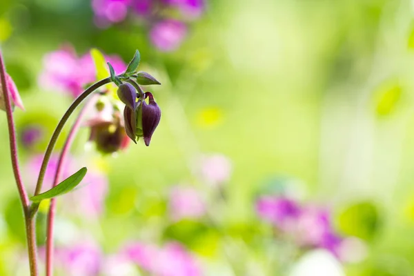 Çim ve çiçek arka plan — Stok fotoğraf