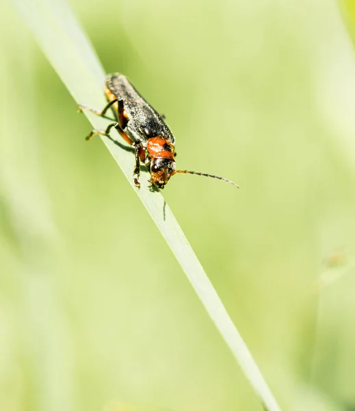 Insect on the grass — Stock Photo, Image