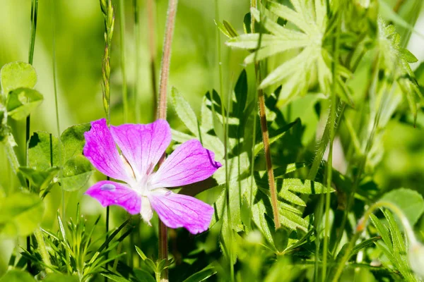 Erba e sfondo fiore — Foto Stock