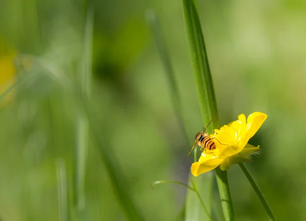 Insect on a yellow flower — Stock Photo, Image