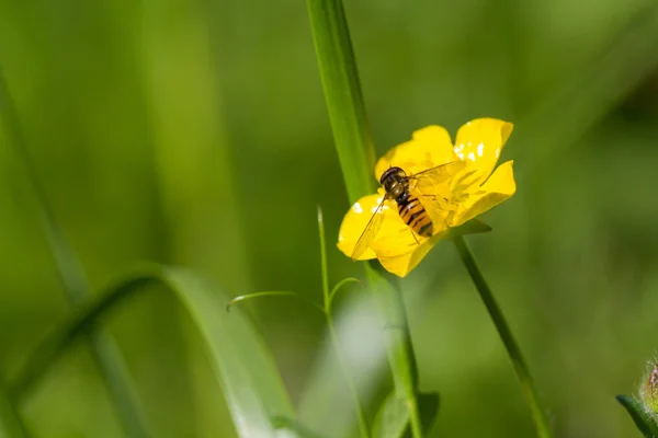 Insect on a yellow flower — Stock Photo, Image