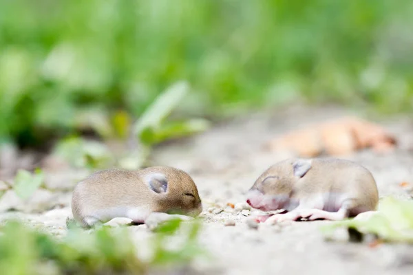 Deux bébés souris — Photo