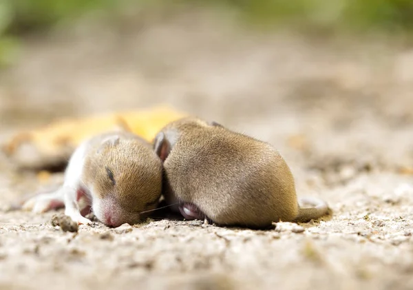 Deux bébés souris — Photo